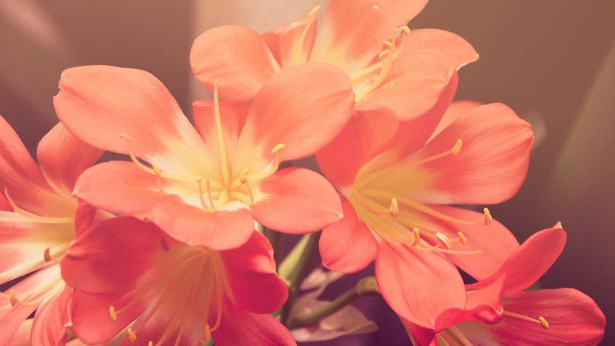 Visual zum Abschnitt: FAQ