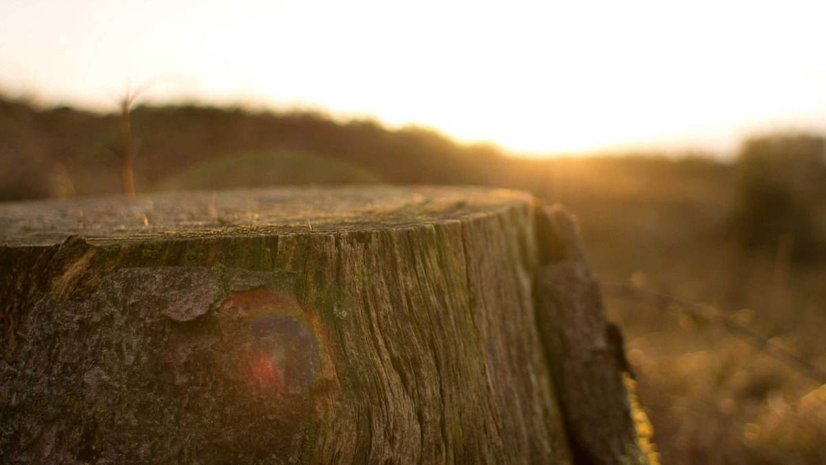 Visual zum Abschnitt: Internationale Teams und Sprachen